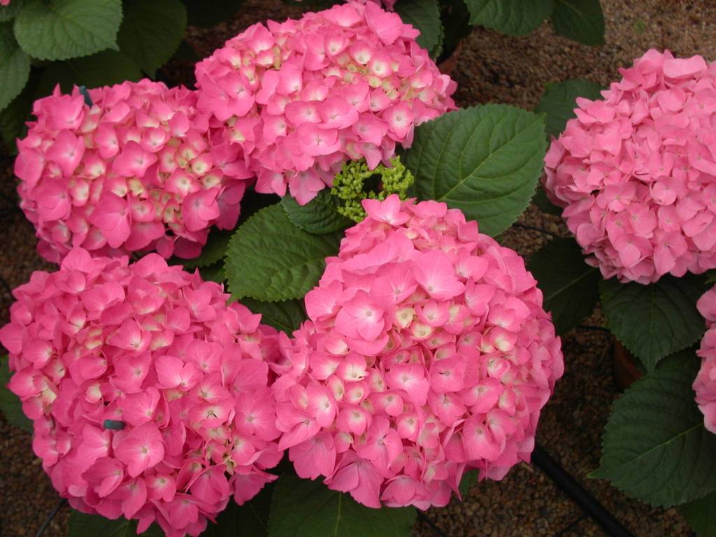 Hydrangea macrophylla 'Freudenstein'